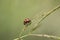 Bright red small ladybird climbs the rice plant.