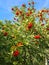 Bright red small rowan berries flaunt on the branches in early autumn