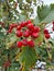 Bright red small rowan berries flaunt on the branches in early autumn