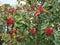 Bright red small rowan berries flaunt on the branches in early autumn