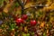 Bright red sour cranberries in the swamp in autumn