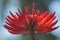 Bright Red South African Coral tree flower