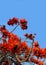 Bright red spectacular flowers of Erythrina against blue sky. Erythrina corallodendron, the red bean tree, is a species