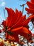 Bright red spectacular flowers of Erythrina against blue sky. Erythrina corallodendron, the red bean tree, is a species