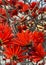 Bright red spectacular flowers of Erythrina against blue sky. Erythrina corallodendron, the red bean tree, is a species