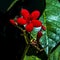 Bright Red Spicy Jatropha Flower and Buds