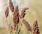 Bright red staghorn sumac flowers on bare branches