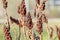 Bright red staghorn sumac flowers on bare branches