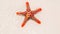 Bright red starfish on the beach sand in the water in the sunlight