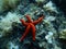 A Bright Red Starfish in the Mediterranean