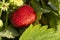 Bright red strawberry Collected, from fresh gardens