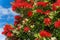 Bright red summer Pohutukawa blossoms