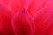 Bright red sunlit flower red petal as background. Floral backdrop