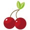 Bright red sweet sour cherry vector illustration.