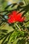 Bright red tassel flower