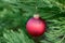 Bright red textured green glass ball Christmas ornament hanging on the branch of a live cedar tree outdoors