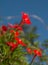 Bright red, tiny flower of Cardinal Climber