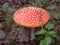 Bright red toadstool dry leaves