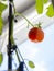 A bright red tomato has ripened on the windowsill as a houseplant.