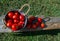 Bright red tomatoes in a metal pail on a wooden bench