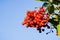 Bright red Toyon Heteromeles berries, California