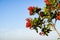 Bright red Toyon Heteromeles berries, California