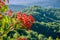 Bright red Toyon (Heteromeles) berries, hills and valleys covered in forests in the background, Santa Cruz mountains, San