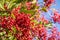 Bright red Toyon Heteromeles berries, San Francisco bay area, California