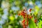 Bright red Toyon (Heteromeles) berries still wet from a morning rain, Sunol Regional Wilderness, San Francisco bay area,