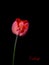 Bright red tulip flower isolated over black