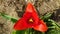 Bright red tulip flower in shape of triangle with yellow stamens inside center of blossom. Single flower on brown soil background.