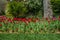 Bright red tulip flowers