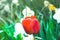 Bright red tulip on high stem growing in flower bed on blurred background of white daffodils on sunny spring day. Gardening and