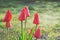 Bright red tulips against green in spring.