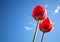 Bright-red tulips with blue sky