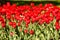 Bright red tulips in the flowerbed