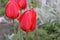 Bright red tulips in the garden.