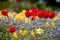 Bright red tulips gesneriana alongwith beautiful yellow daffodils on a field