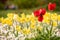 Bright red tulips gesneriana alongwith beautiful yellow daffodils on a field