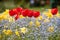 Bright red tulips gesneriana alongwith beautiful yellow daffodils on a field