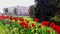 Bright red tulips surrounded by lush green grass, tall trees