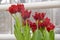 Bright red tulips with torn petals