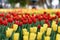 Bright red tulips and yellow tulips in defocus