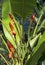 Bright red, upright flower-heads of wild banana plant