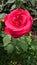 Bright red velvety rose flower in the garden