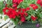 Bright, red verbena in the flowerpot,