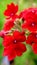 Bright red verbena flowers bloom in the garden