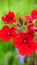 Bright red verbena flowers in the open air close-up