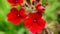 Bright red verbena flowers selective focus close-up