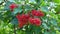 Bright red viburnum berries among green leaves, closeup view